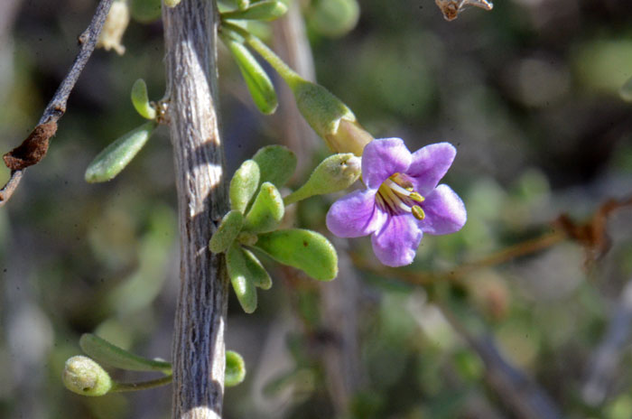 Fremont's Thornbush is a native perennial shrub with semi-large showy purple flowers often with dark purple veins. Lycium fremontii Fremont's Thornbush is a native perennial shrub with semi-large showy purple flowers often with dark purple veins. Lycium fremontii